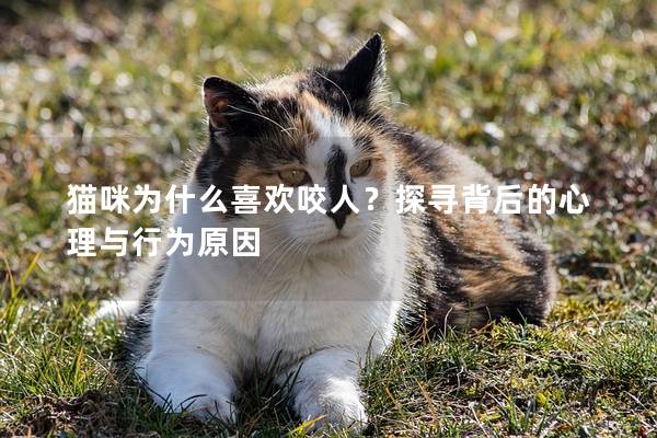 猫咪为什么喜欢咬人？探寻背后的心理与行为原因