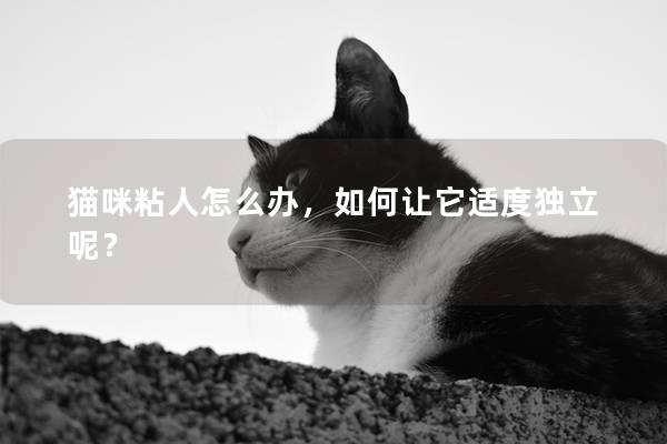 猫咪粘人怎么办，如何让它适度独立呢？