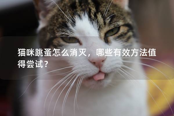 猫咪跳蚤怎么消灭，哪些有效方法值得尝试？