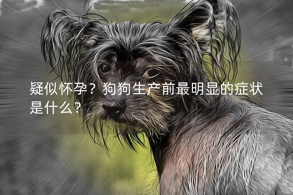 疑似怀孕？狗狗生产前最明显的症状是什么？