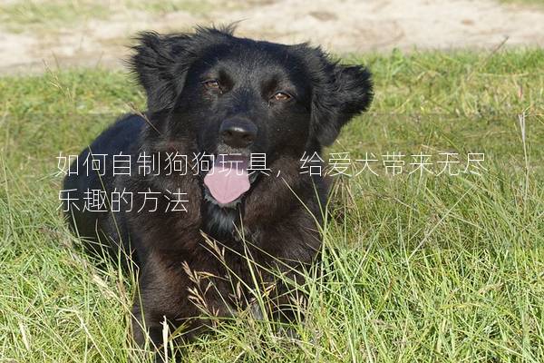 如何自制狗狗玩具，给爱犬带来无尽乐趣的方法