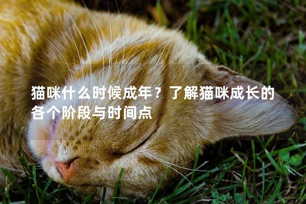 猫咪什么时候成年？了解猫咪成长的各个阶段与时间点