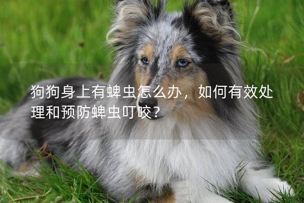 狗狗身上有蜱虫怎么办，如何有效处理和预防蜱虫叮咬？