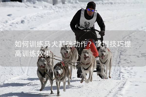 如何训练马犬基础动作？掌握技巧提高训练效果