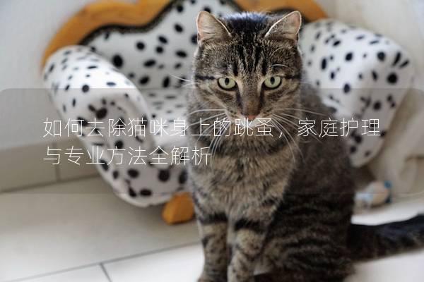 如何去除猫咪身上的跳蚤，家庭护理与专业方法全解析