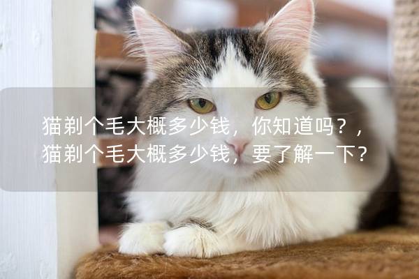 猫剃个毛大概多少钱，你知道吗？,猫剃个毛大概多少钱，要了解一下？