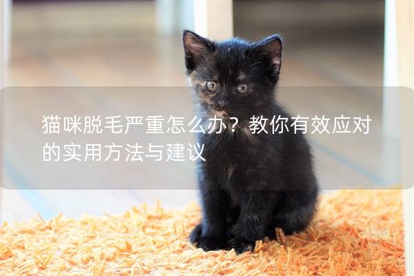 猫咪脱毛严重怎么办？教你有效应对的实用方法与建议