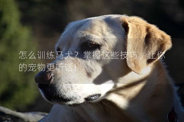 怎么训练马犬？掌握这些技巧，让你的宠物更听话!