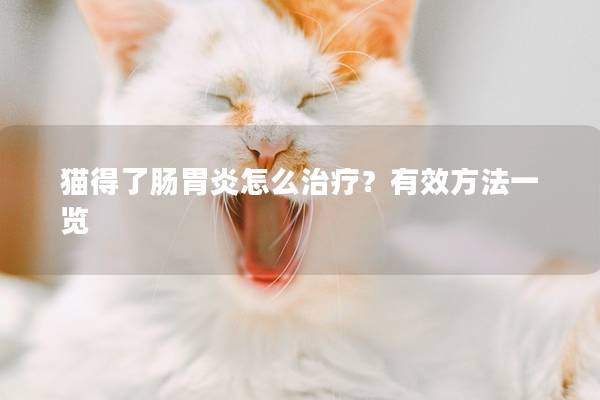 猫得了肠胃炎怎么治疗？有效方法一览