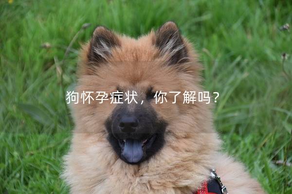 狗怀孕症状，你了解吗？