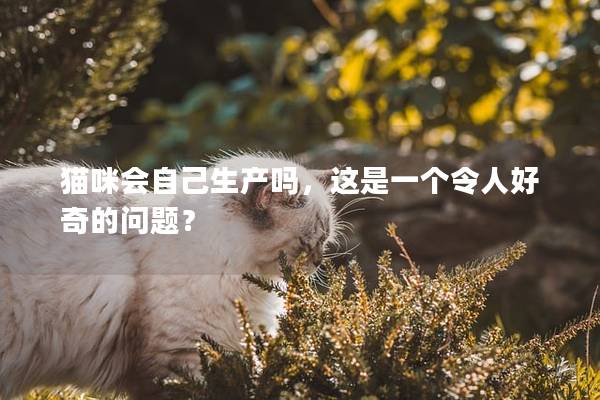 猫咪会自己生产吗，这是一个令人好奇的问题？