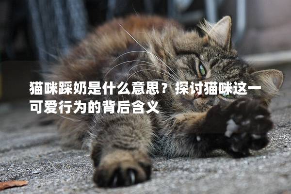 猫咪踩奶是什么意思？探讨猫咪这一可爱行为的背后含义