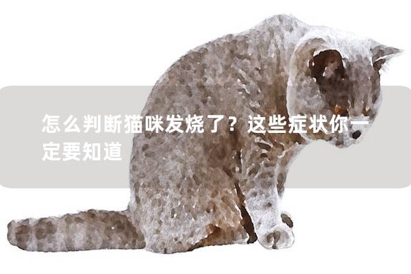 怎么判断猫咪发烧了？这些症状你一定要知道