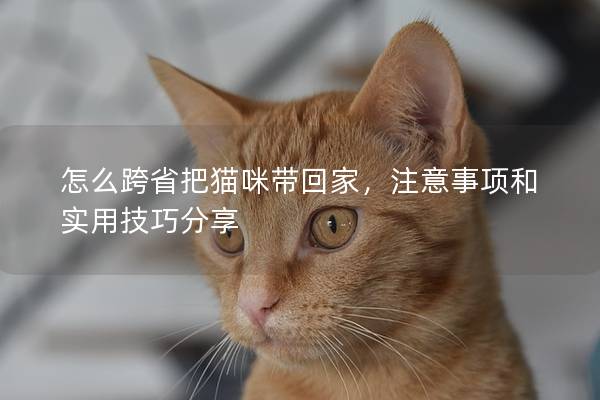 怎么跨省把猫咪带回家，注意事项和实用技巧分享