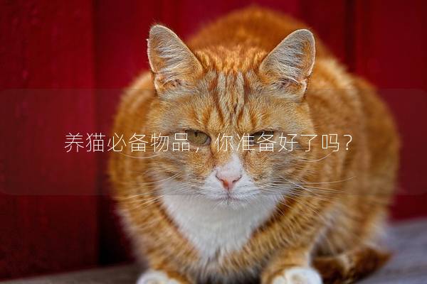 养猫必备物品，你准备好了吗？