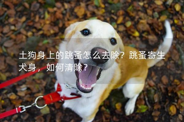 土狗身上的跳蚤怎么去除？跳蚤寄生犬身，如何清除？