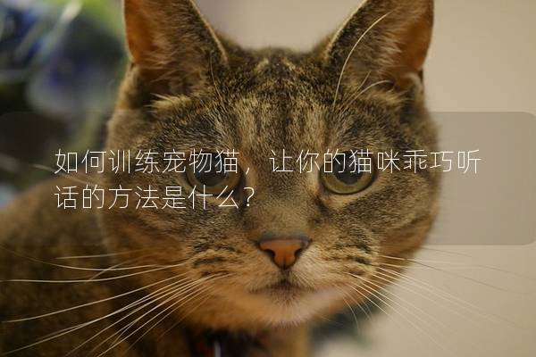 如何训练宠物猫，让你的猫咪乖巧听话的方法是什么？