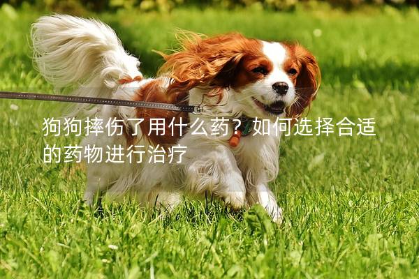 狗狗摔伤了用什么药？如何选择合适的药物进行治疗