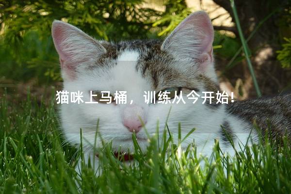 猫咪上马桶，训练从今开始!