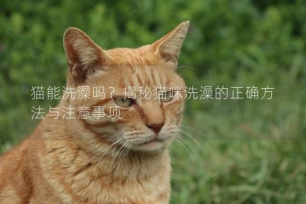 猫能洗澡吗？揭秘猫咪洗澡的正确方法与注意事项