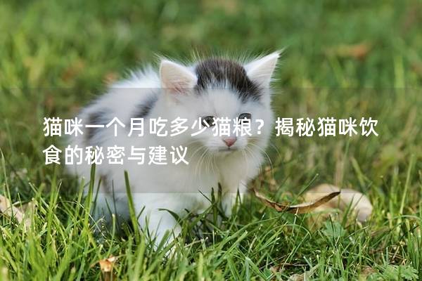 猫咪一个月吃多少猫粮？揭秘猫咪饮食的秘密与建议