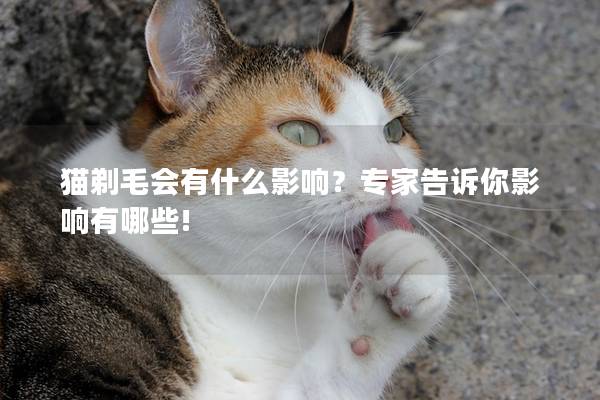 猫剃毛会有什么影响？专家告诉你影响有哪些!