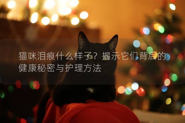 猫咪泪痕什么样子？揭示它们背后的健康秘密与护理方法