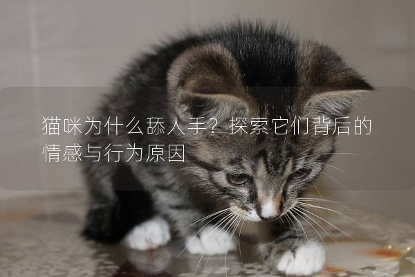 猫咪为什么舔人手？探索它们背后的情感与行为原因