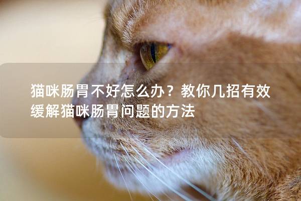 猫咪肠胃不好怎么办？教你几招有效缓解猫咪肠胃问题的方法