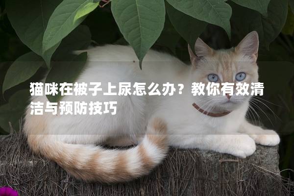 猫咪在被子上尿怎么办？教你有效清洁与预防技巧