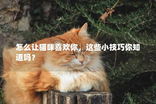 怎么让猫咪喜欢你，这些小技巧你知道吗？