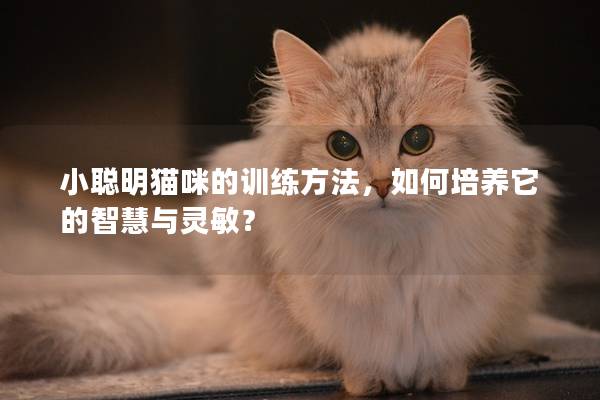 小聪明猫咪的训练方法，如何培养它的智慧与灵敏？