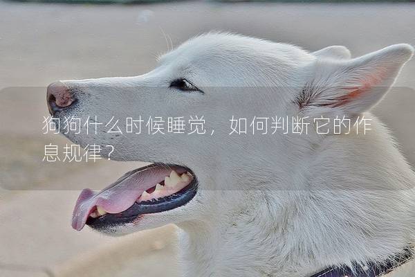 狗狗什么时候睡觉，如何判断它的作息规律？