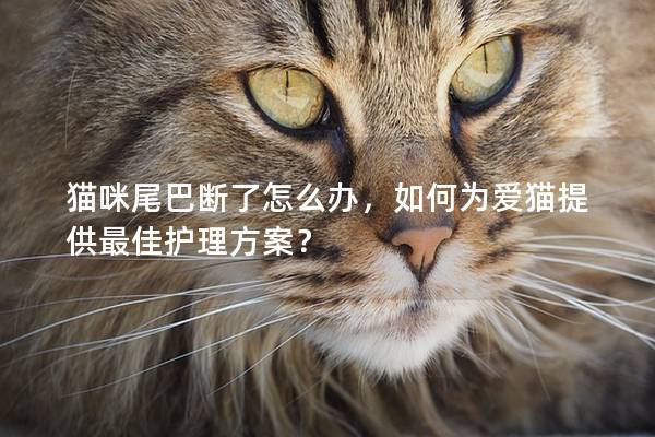 猫咪尾巴断了怎么办，如何为爱猫提供最佳护理方案？