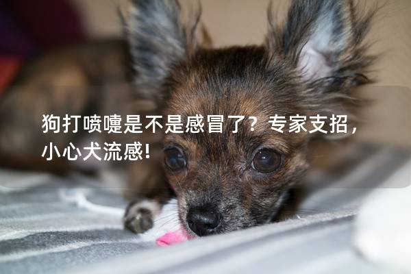 狗打喷嚏是不是感冒了？专家支招，小心犬流感!