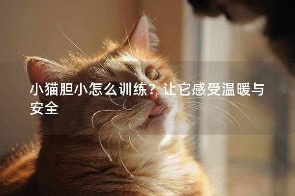 小猫胆小怎么训练？让它感受温暖与安全