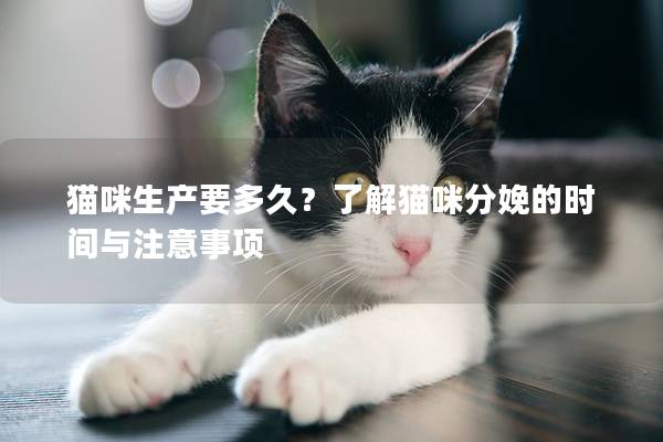 猫咪生产要多久？了解猫咪分娩的时间与注意事项