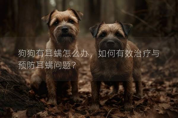 狗狗有耳螨怎么办，如何有效治疗与预防耳螨问题？