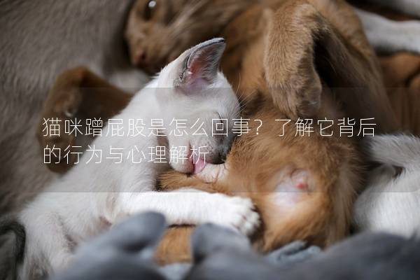 猫咪蹭屁股是怎么回事？了解它背后的行为与心理解析