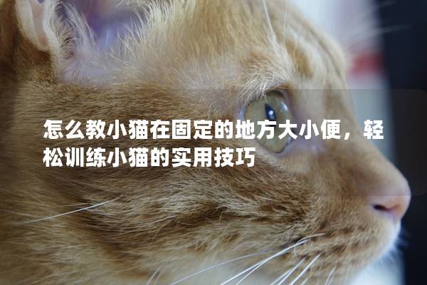 怎么教小猫在固定的地方大小便，轻松训练小猫的实用技巧