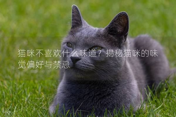 猫咪不喜欢什么味道？揭秘猫咪的味觉偏好与禁忌