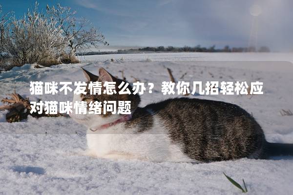 猫咪不发情怎么办？教你几招轻松应对猫咪情绪问题