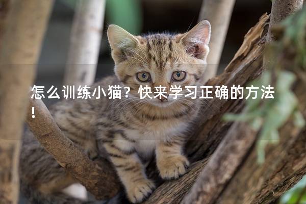 怎么训练小猫？快来学习正确的方法!