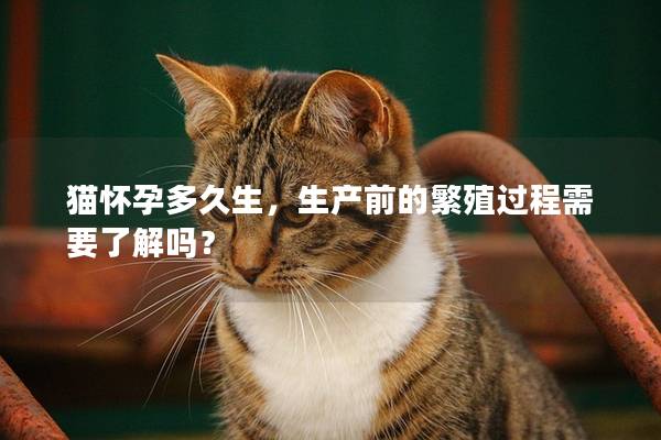 猫怀孕多久生，生产前的繁殖过程需要了解吗？