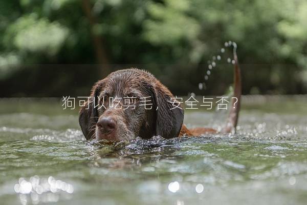 狗可以吃剪毛，安全与否？