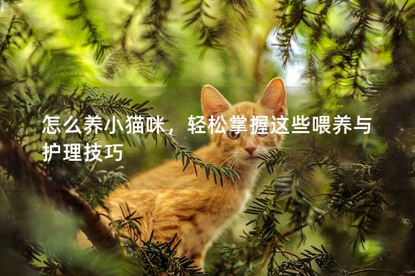 怎么养小猫咪，轻松掌握这些喂养与护理技巧