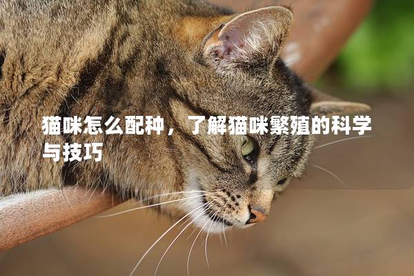 猫咪怎么配种，了解猫咪繁殖的科学与技巧