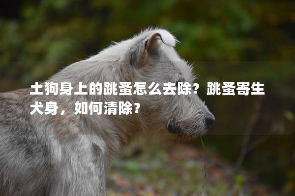 土狗身上的跳蚤怎么去除？跳蚤寄生犬身，如何清除？