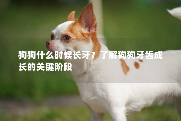 狗狗什么时候长牙？了解狗狗牙齿成长的关键阶段