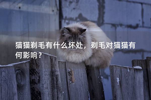 猫猫剃毛有什么坏处，剃毛对猫猫有何影响？